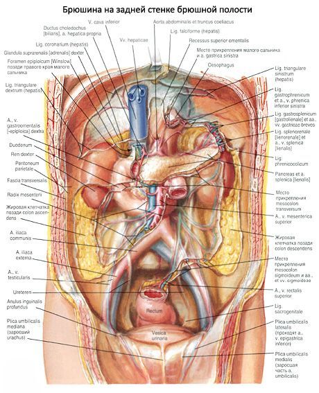 Peritoneumas