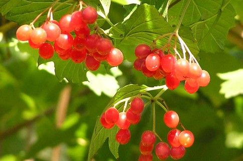 Viburnum taip pat išgydys odą su dermatitu ant kojų