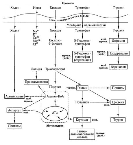 Tarpininkų mainų keliai ir kraujo-smegenų barjero vaidmuo metabolizme (pagal: Shepherd, 1987)