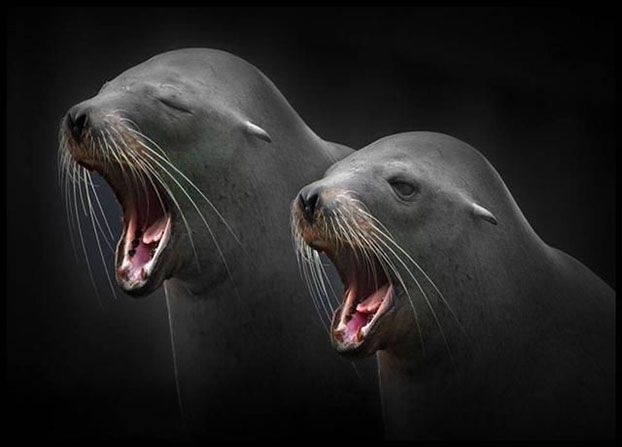 Mokslininkai susirūpinę dėl naujojo H3N8 gripo viruso