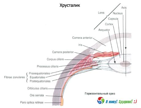 Kristalinis lęšis. Kristalinio lęšio sandara.