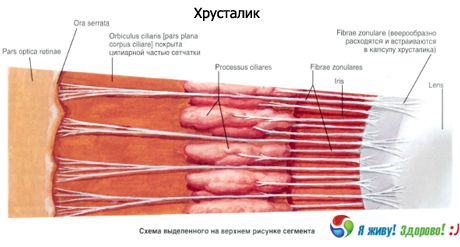 Objektyvas.  Objektyvo struktūra