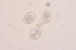 Coccidia - kokcidioidozės sukėlėjai