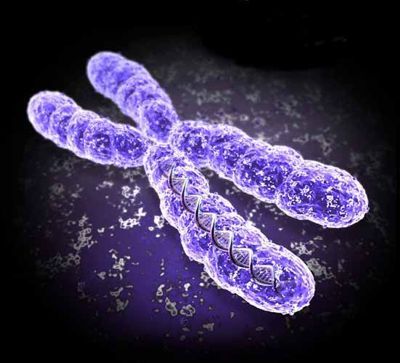 Migrenos priežastis – X chromosomos mutacija