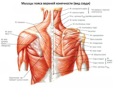 Maži ir dideli apvalūs raumenys