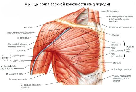 Pečių juostos raumenys