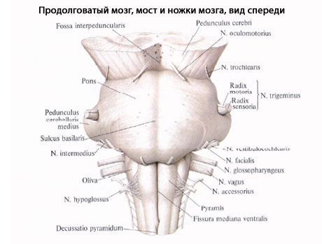 Pailgosios medulla