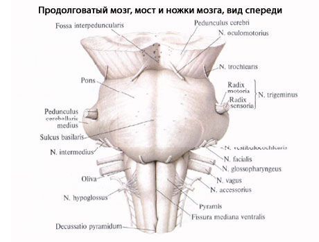 Pernelyginis smegenys