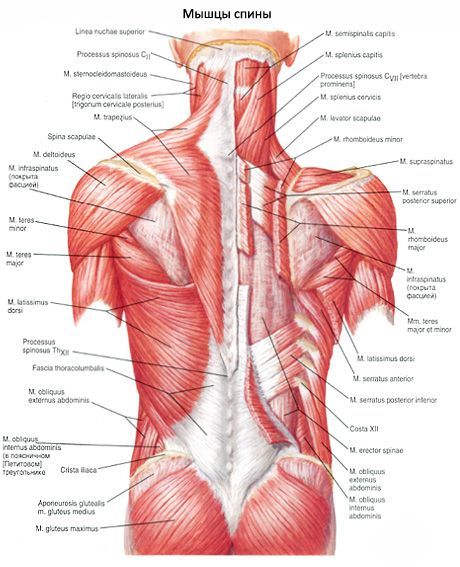 Plačiausia nugaros raumens dalis