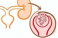 Glomerulų Filtracijos Greicio Tyrimas Kompetentiskai Apie Sveikata Ilive