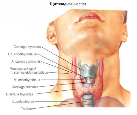 Skydliaukės liauka (liauka thyroidea)
