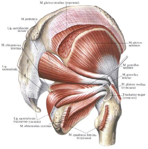 Gleivių raumenys (medialiniai gluteus raumenys)